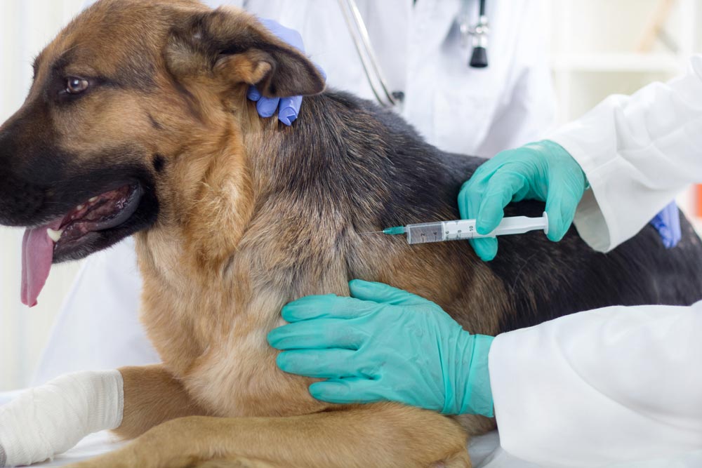 Influenza Vaccine (Doggie Flu)